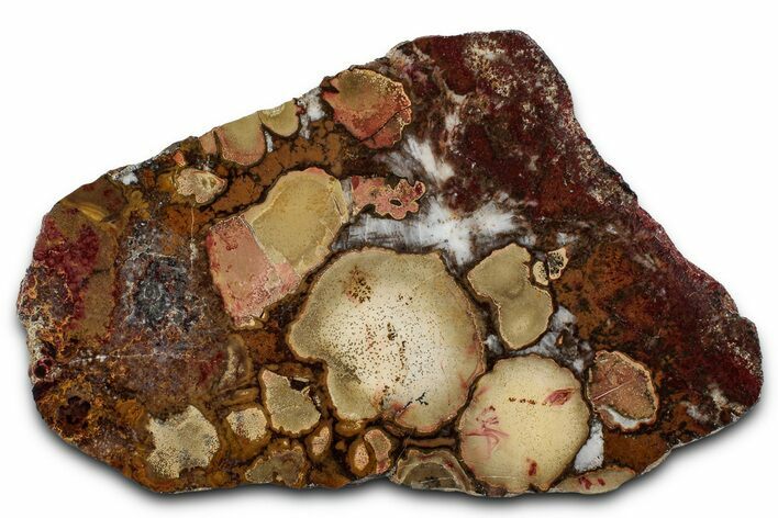 Polished Orbicular King Cobra Jasper Slab - India #355277